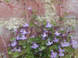 Ivy-leaved Toadflax growing in joints between bricks