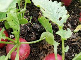 US4F Journal 5: Successful and active urban community gardens