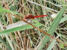 Cover photo : wildlife