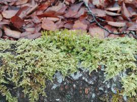 Mosses