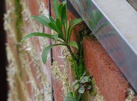 Plantgrowth in a wall in special mortar. 