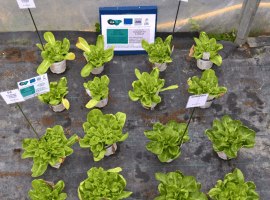 UrbanSoil4Food Zoom-in 1: Soil for our future!