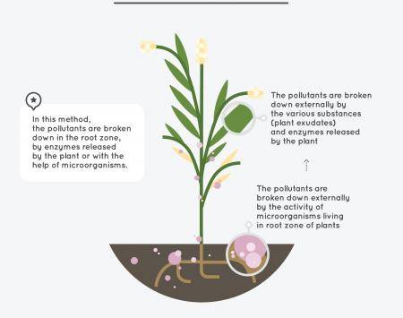 Phytodegradation - Amaya Celaya Alvarez
