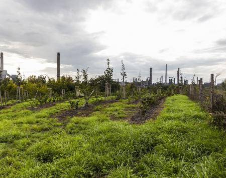 Planted! The CLAIRO project team has now created new greenery with an area  of more than 20 000 m² in total