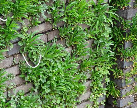 Plant grow on the drystackwall
