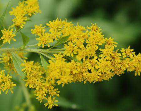 Giant Goldenrod