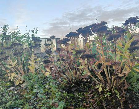 A close-up of the vegetation on a BG roof in November