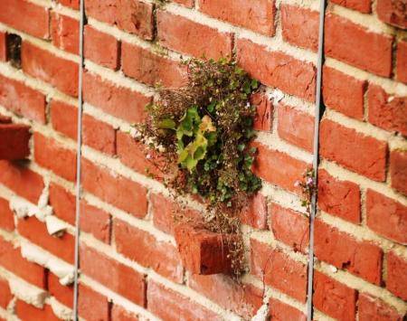 plants growing in wall