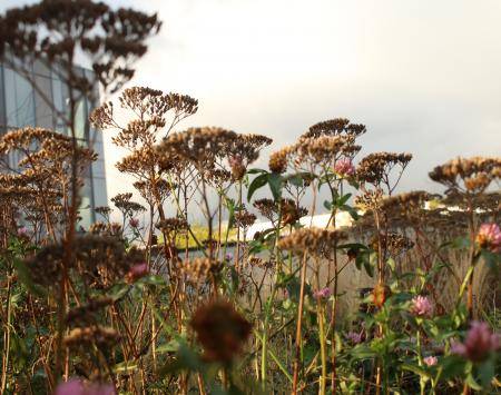 green roof
