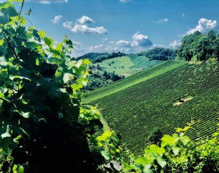 Maribor InnoRural's online marketplace