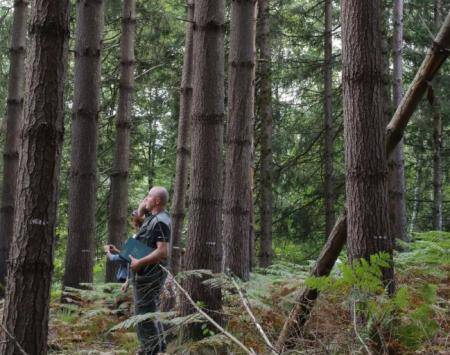 APPLAUSE - invasive tree species