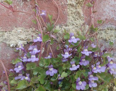Ivy-leaved Toadflax growing in joints between bricks