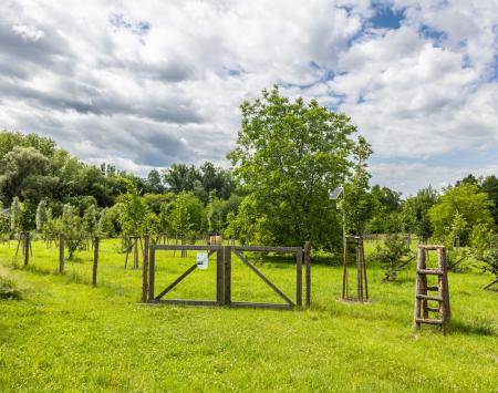 New planting in Radvanice, Ostrava