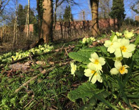 primeroses