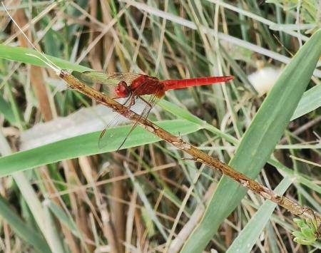 Cover photo : wildlife