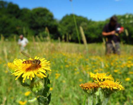 Cover Photo: bee-on-flower_credit Eva Mcgrath