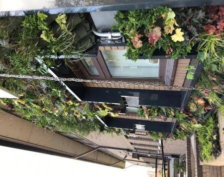 green wall in the raingarden
