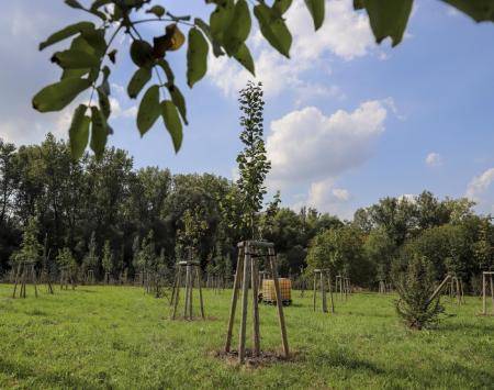 New plantation in Radvanice, Ostrava