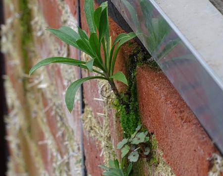 Plantgrowth in a wall in special mortar. 