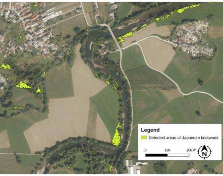 Satellite image Japanese knotweed